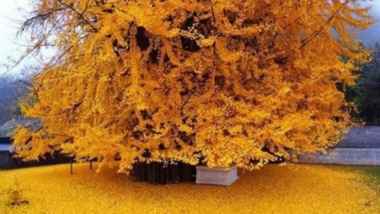 Hemoroide iyi gelir! (Hemoroidi tedavi eder) Ginko Biloba nedir ve ne için kullanılır? Gingko Biloba’nın faydaları nelerdir ve ne için kullanılır?