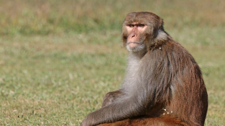 43 maymunun laboratuvardan kaçması Amerikalıları alarma geçirdi: “Hastalık taşıyabilirler”