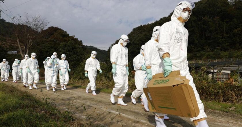 Japonya’da kuş gribi alarmı: Öldürülen tavuk sayısı 1,7 milyona çıktı