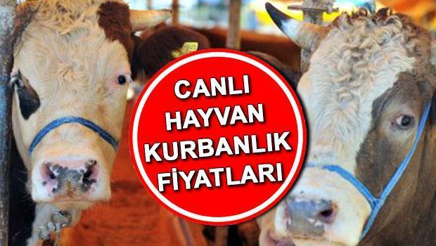 Kurban fiyat fiyatları 2025 kilogram | Koyun ve sığırların kurban fiyatlarının maliyeti ne kadar? Kesme kurbanının maliyeti açıklandı! İşte kurban koyun, keçi, et fiyatları …
