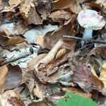 Zehirli Mantar Tehlikesi: Yedikten 6 Saat Sonra Belirtiler Başlıyor!