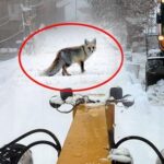 172 yerleşim yeriyle irtibat kesildi! Kış şartlarında aç kalan hayvanlar görüntülendi